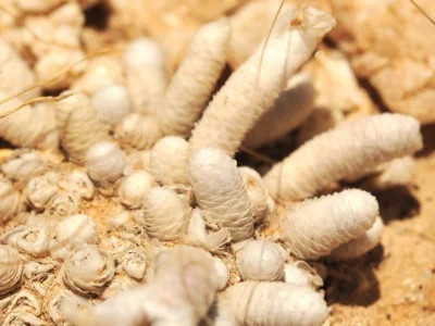 Sukulentní flóra Namibie – fotografie 3